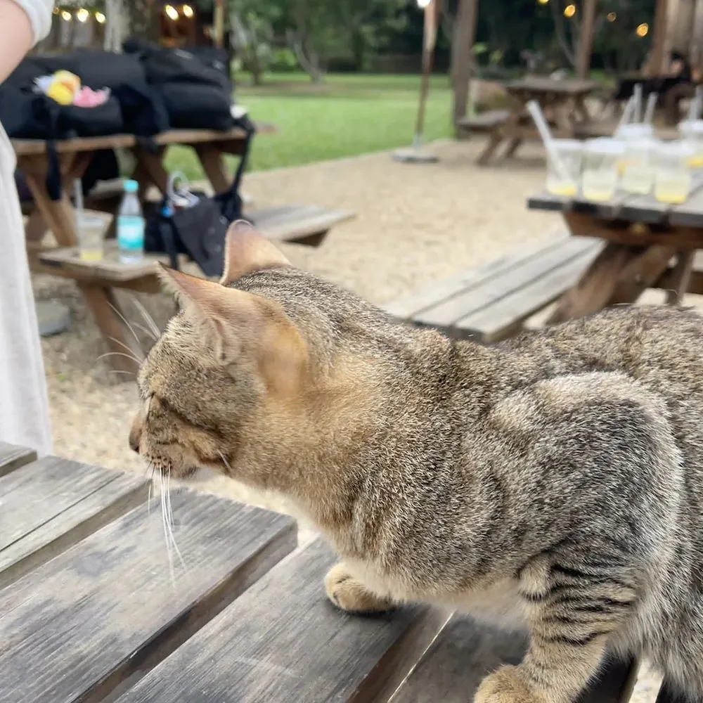The Farmers敷地内の猫、テーブルの近くで