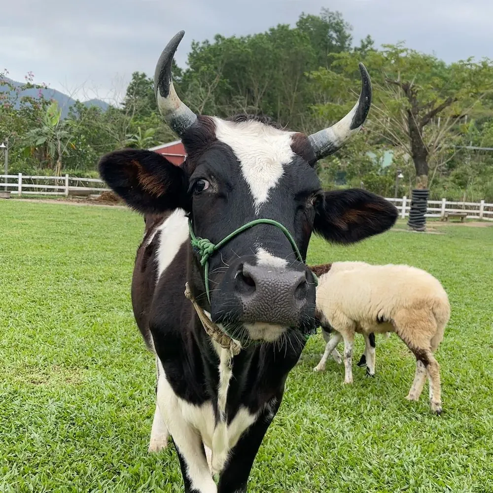The Farmersの牛、正面からこちらを見ている
